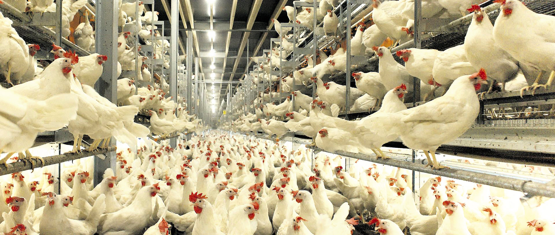 biomercados pollitos